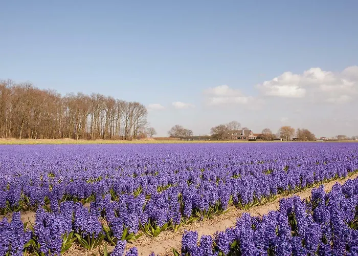 'de Bedstee' Frühstückspension