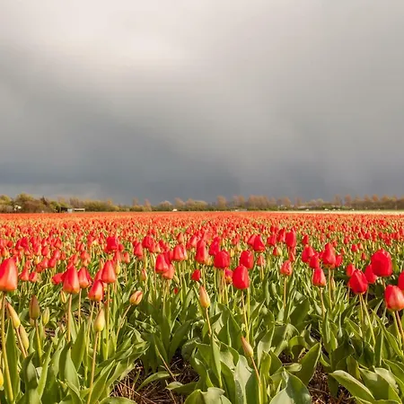 ベッド・アンド・ブレックファスト 'de Bedstee' Rijnsburg