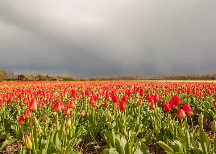 فندق مبيت وإفطار 'de Bedstee' Rijnsburg
